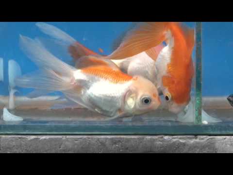 14.03.2017/ Știre ETV - PEȘTII, O MODALITATE DE RELAXARE