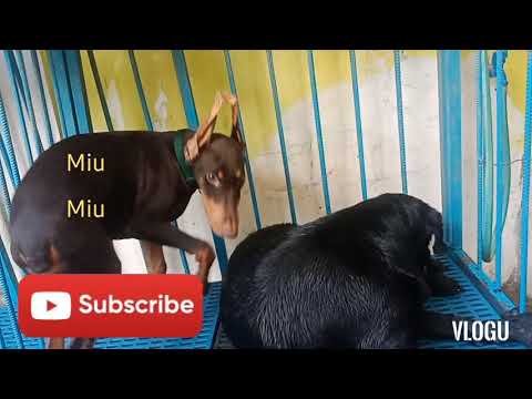 Quality Labrador Doberman and German Shepherd