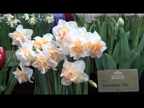 Daffodil Replete - Daffodil Flower Bulbs from DutchGrown.com