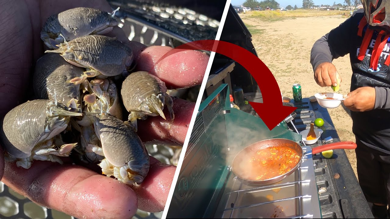 PULGAS A LA DIABLA, manjar de los dioses ( Y GRATIS )