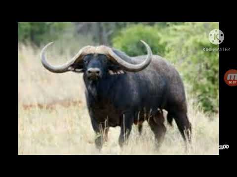 sunete d de bivoli sălbatici