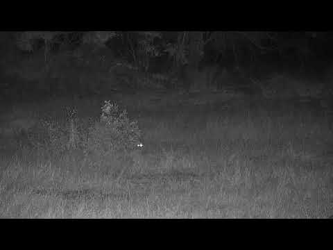Djuma: Black-backed Jackal - 19:11 - 07/29/19