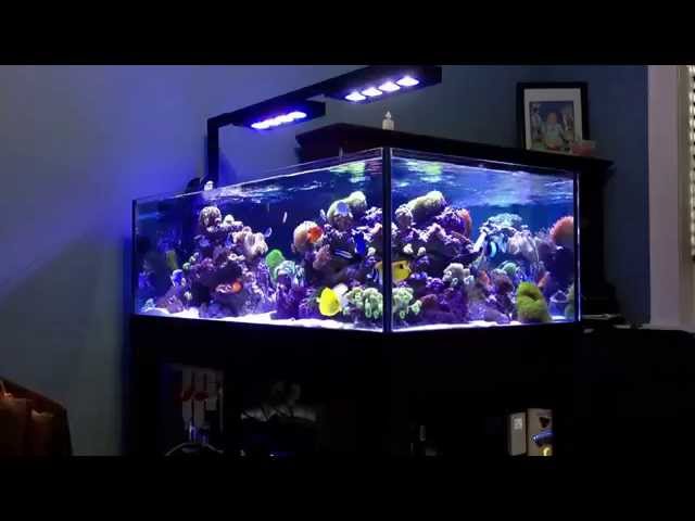 deep blue professional  80 rimless  reef tank