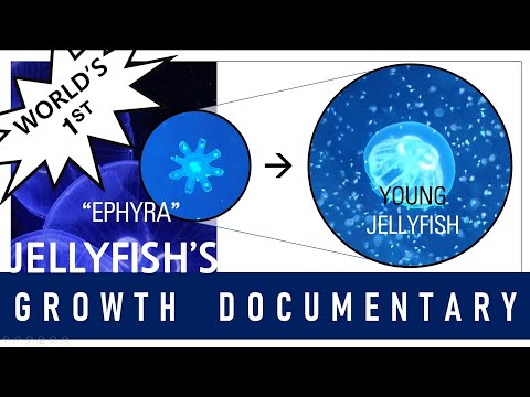 ephyra to young jellyfish growth footage