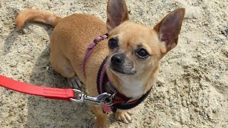 Sophie - Chihuahua - 4 Week Residential Dog Training at Adolescent Dogs