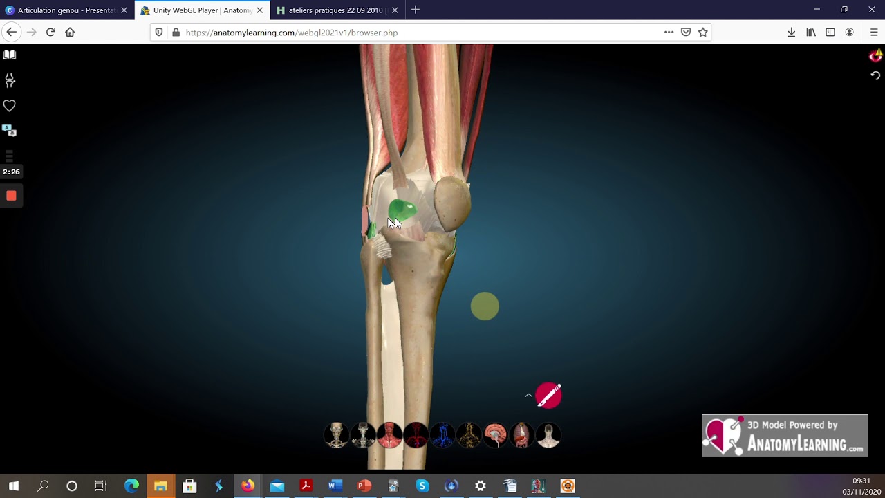 ANATOMIE 3D - MEMBRANE SYNOVIALE & BOURSES SÉREUSES de l’ARTICULATION du GENOU
