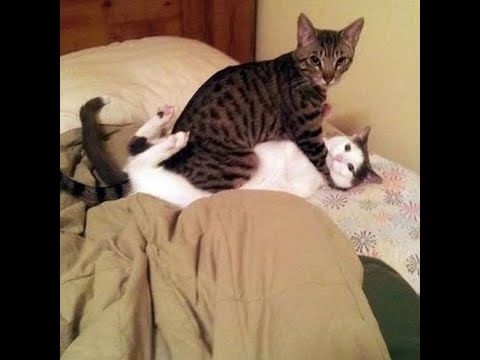 crazy funniest 🤣cat 🐱and🐕 dog.dog reaction video!!!  2022 cat and dog videos ...