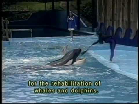 Keiko Airlift "The Original Free Willy Whale" on Planet 1: "Let's Make Every Day Earthday!" Special