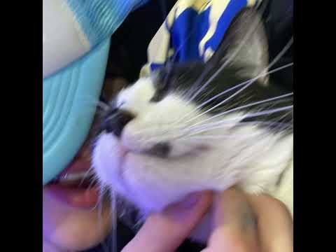 PRETTY KUTE - STRANGEHUMAN (VERSIÓN COMPLETA)