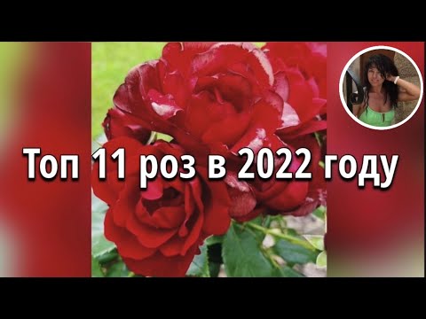 11.02.2023. Top 11 roses of 2022