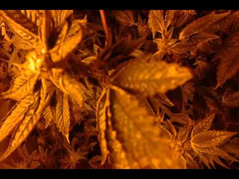 Chocolate hashberry &gsc