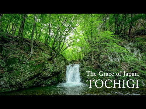Bloom for the flower of heart. " The Grace of Japan, TOCHIGI "