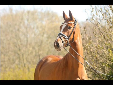 Bernay Quaterback   HD 1080p