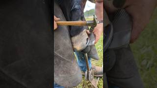 Hammer clinching #farrier #horse #horsecare