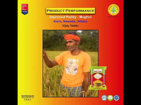 Improved Paddy – Mughol