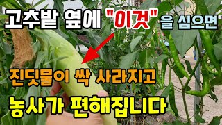 고추밭 텃밭 옆에 이것을 심으면 그 많던 진딧물과 담배나방이 싹 사라져 농사가 쉽고 편해집니다 해충유인식물을…