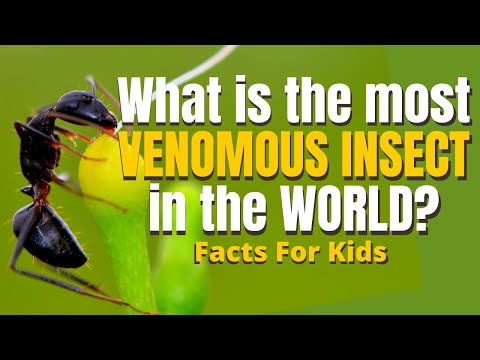 Maricopa Harvester Ant Facts