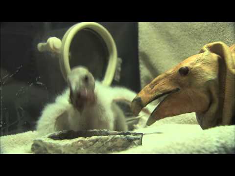 Condor Chick Feeding at San Diego Zoo (VNR)