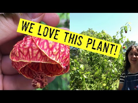 Abutilon/Parlor Maple Hibiscus:How To Grow & Why We Love It
