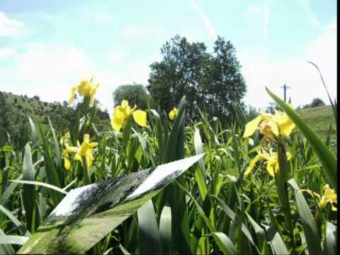 Droba uf d'r raua Alb...