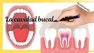 La CAVIDAD BUCAL - Sus partes y características [El procesamiento inicial del alimento]