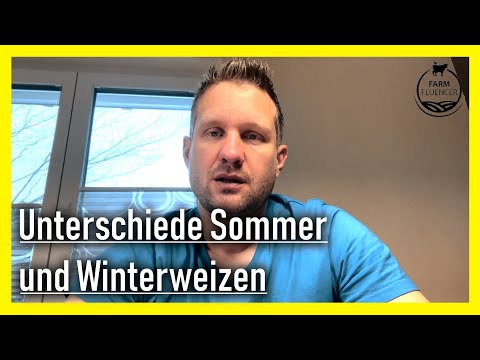 Unterschied Sommer und Winterweizen | Weizen | Farmfluencer