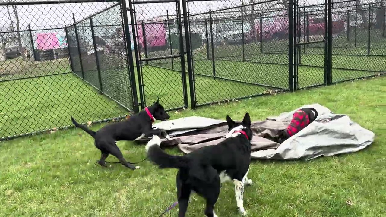 Emory, a Adoptable Mixed Breed in Wheeling, IL video 6/6