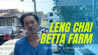 Download lagu LENG CHAI BETTA FARM | MODERN & WILD BETTA | FIGHTER!!! mp3