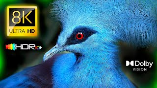 The Animal Universe 8K HDR 120FPS Dolby Vision UHD (4K Video ULTRA HD) #8K