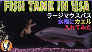 Fish tank in USA ラージマウスバスの水槽にガサガサで捕れた生物入れてみた