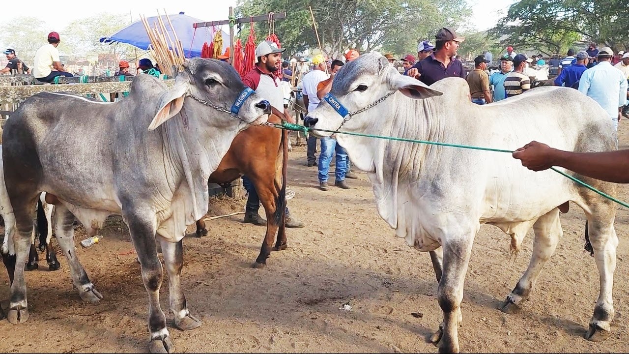 GADO DE LUXO SÓ EM CACHOEIRINHA-PE.  12-12-2024 #nordeste