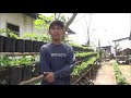 Menarik BUDIDAYA TANAMAN STRAWBERRY DI DATARAN RENDAH SEBAGAI INOVASI DALAM PEMANFAATAN PEKARANGAN RUMAH, paling seru!