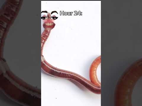 The worms: 👁️🫦👁️#worm#timelapse#lipstick#meme#slay#yass#youtubeshorts