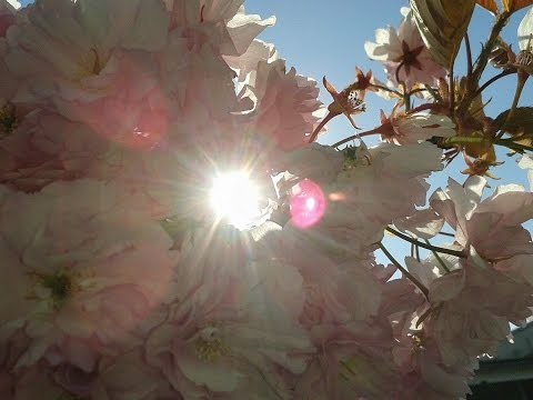 Wochen Orakel der Friedensengel für 13.7.-19.7.2015