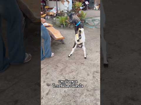โมโหพี่อันดาครับพี่อันดาไม่สนใจเสี่ย #shortvideo #funny #animals #youtubeshorts #goat #pets