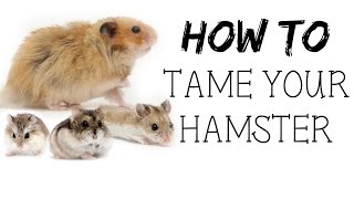 How to TAME your hamster!