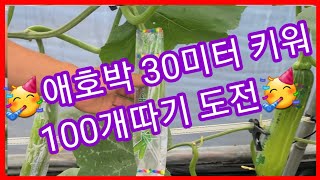 애호박(마디호박) 30미터 키워 100개따기 도전~ 애호박,마디호박  키우기,재배방법순지르기 순치기 귀농귀촌…