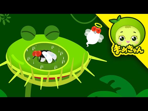 園芸 マーシュユリ、マングローブユリ、オオウミユリ