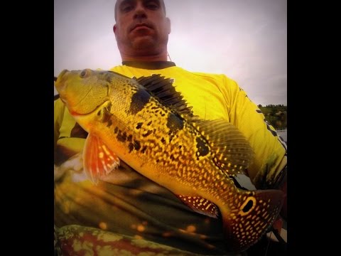 Tucunarés Amarelos em  Laranjal - Represa de Braúna - Pesca com Caiaque - Kayak Fishing - Leogafanha