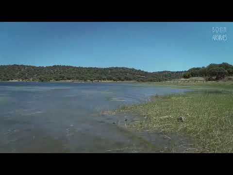 Boom Festival: Zen Baboon @ Boomstream 2021