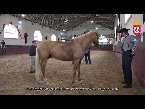 221022 20 Oscar da Fonte - Aprovação de Garanhões