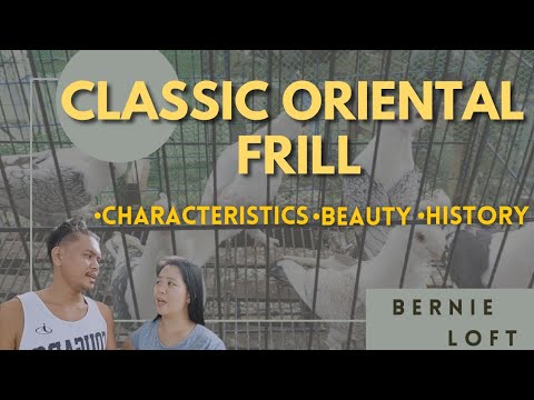 , title : 'Classic Oriental Frill (Characteristics, Beauty and History)'