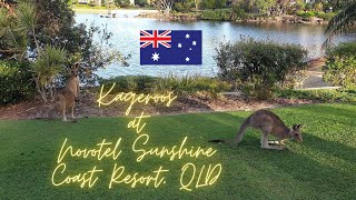 Kangeroos at Novotel Sunshine Coast Resort Twin Waters