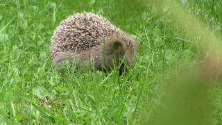 preview picture of video 'Hedgehog eating in the yard! Siili syömässä pihalla!'