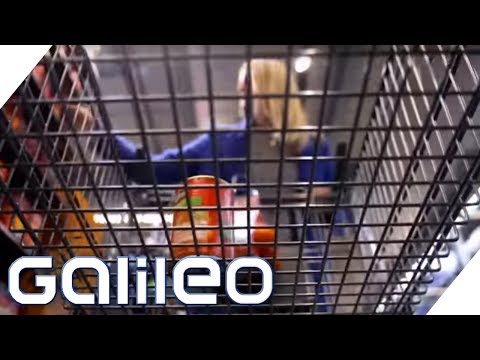 5 Tipps für den perfekten Supermarkt-Einkauf | Galileo | ProSieben