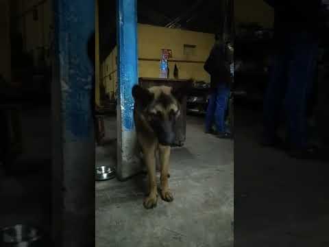 dog lover #shorts #doglover