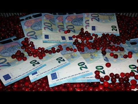 Заработок в Финляндии или сколько можно заработать на сборе ягоды