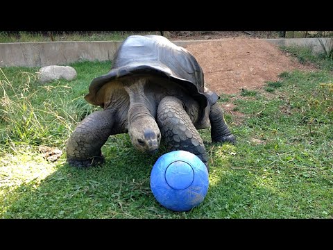 TURTLES Are Cute And Funny 🐢 Tortoise For You To Watch