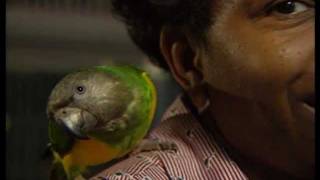 Parrots as Pets: Trials, Tribulations &amp; Rewards