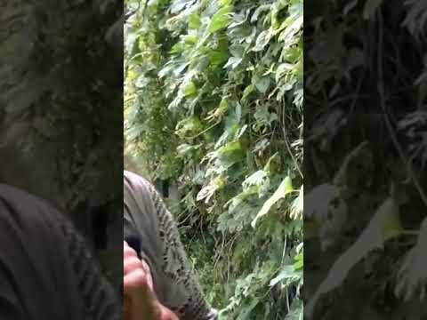 Deepening our relationship with plants…